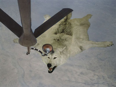Wolf Jet