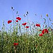 poppies 6