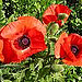poppies 3