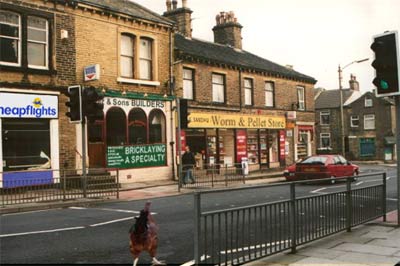A chicken crosses the road