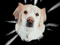 Spaaaaaaaaayce Daaaawg!