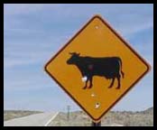 Cow Sign by Matthew J Holzmann