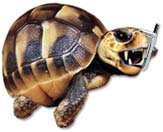 Bloggerheads - welcome to the hard shell